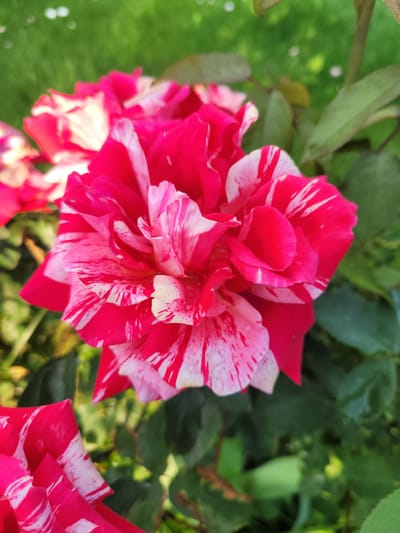 A close-up, eye-level, outdoor shot captures a vibrant, striped rose in bloom. The rose's petals are a striking combination of deep pink and white, with the colors appearing in irregular, brushstroke-like patterns. The flower is the primary subject, with its intricate petal structure and bold coloring filling the majority of the frame. In the background, out-of-focus green foliage and hints of sunlight suggest a garden setting. The lighting is bright, highlighting the textures and colors of the rose. The scene is devoid of human presence or any other discernible objects or actions. The overall impression is one of natural beauty and vivid color. The location provided, Навапольскі сельскі Савет, Belarus, places this scene within a rural or semi-rural administrative division.