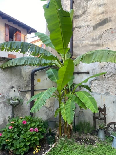 The image depicts an outdoor courtyard in Lonato del Garda, Italy, characterized by weathered walls and lush greenery. A large banana tree with broad, green leaves dominates the center of the frame. To the left, a building with red-shuttered windows and a dark gutter system is visible. In the foreground, a cluster of vibrant pink hydrangeas is in bloom. Scattered throughout the courtyard are various gardening elements, including metal buckets, potted plants, and a vintage wooden and metal contraption resembling a press, along with a spoked wooden wheel. The ground is a mix of soil, gravel, and small green plants. The overall atmosphere is one of rustic charm and quiet domesticity.