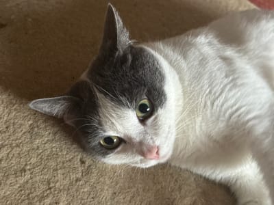 This is an upside-down, close-up, eye-level, medium shot of a domestic cat. The cat is predominantly white with patches of gray fur on its head, ears, and back. Its eyes are green and alert, and its pink nose is visible. The cat is lying on a textured, light brown surface, likely a carpet or rug, with its body filling most of the frame. The lighting suggests it is daytime, with soft shadows indicating an indoor setting. The cat appears relaxed and curious, its gaze directed upwards and slightly to the left of the camera. There are no people or visible text in the image. The location context is Priobskiy, Russia.
