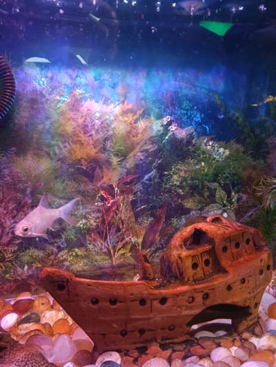The image shows an aquarium scene. The primary subjects are a single silver fish swimming amongst artificial aquatic plants and a decorative shipwreck. The shipwreck is made of a reddish-brown material, shaped like the remains of a wooden vessel with visible portholes and planking detail. It rests on a bed of colorful pebbles, predominantly shades of orange, white, and pink. The background of the aquarium is filled with an array of artificial plants in various colors, including green, pink, and orange, creating a vibrant, textured backdrop. The lighting in the aquarium is predominantly blue and purple, with some brighter, white light reflecting off the water's surface and the fish. Bubbles are visible in the upper portion of the water. The overall scene is one of an artificial underwater environment, likely a home aquarium, set up to mimic a reef or ocean floor. No people are visible. There is no visible text. The time of day and weather are not discernible. The location is specified as Kurnool, India, but this context does not manifest visually in the image itself. The mood is calm and visually stimulating due to the colors and decorations.