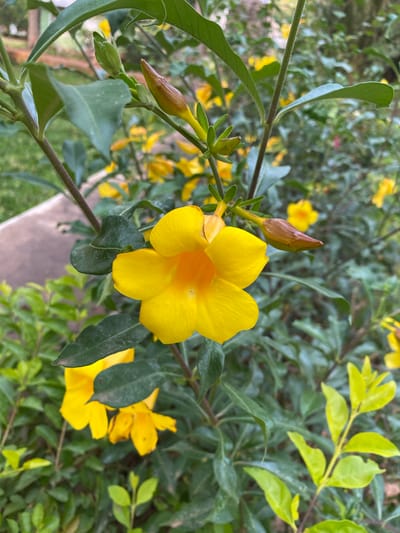 The image shows a close-up view of a yellow Allamanda flower and its buds against a backdrop of green foliage. The flower is the focal point, exhibiting a trumpet-like shape with five petals and an orange center. Several buds are visible nearby, some still closed and pointed, while others are partially open. The leaves vary in shade from dark green to yellow-green. The image was taken in the city of Miango, Nigeria.