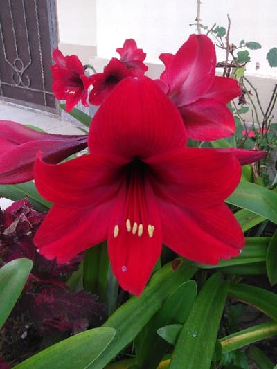 The image displays a close-up view of a vibrant red Amaryllis flower in an outdoor garden setting in Temse, Belgium. The dominant flower in the foreground features six deep red petals, with a darker, almost black, central throat. Four yellow-tipped stamens are clearly visible protruding from the center. A small, clear water droplet rests on one of the lower petals. Surrounding the main bloom are several long, green, strap-like leaves, one of which also bears a small water droplet and minor brown discoloration. To the lower left, dark, variegated foliage is visible. In the mid-ground, additional red flowers of the same type are partially visible and out of focus. The background consists of a plain, light-colored wall. To the upper left, a section of dark, ornate metalwork, possibly part of a gate or railing, is visible against the wall. To the upper right, thorny, leafless plant stems, likely from a rose bush, are also present against the wall. No individuals or specific actions are depicted.
