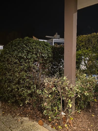 A vertical shot shows a beam extending from a building, with greenery and bushes on the side. The right side features a bush with light green leaves. The ground around the bush is covered in brown leaves and dirt. The left side of the beam shows a large bush with dense dark green foliage and a bit of building and sky in the background. The lower-left corner reveals darkness.