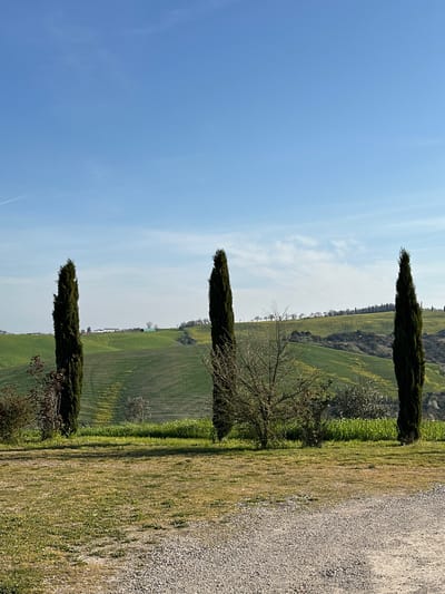 The image depicts a rural landscape in Montalcino, Italy, under a clear blue sky featuring wispy white clouds and a faint contrail in the upper left. The foreground comprises a gravel path on the right, transitioning to patchy green grass and dry soil on the left. Three tall, slender, dark green Italian cypress trees are positioned vertically: one on the far left, one slightly right of center, and one on the far right. Smaller bushes, some with reddish-brown foliage and others appearing deciduous and bare, are interspersed between the cypress trees. The midground and background consist of rolling green agricultural hills, displaying distinct cultivation patterns and scattered patches of yellow flowers. On a distant hilltop, a cluster of white buildings with green roofs is visible, accompanied by a separate, large green structure. A line of trees, including additional cypress, traces the ridgeline of more distant hills. No persons, animals, or active subjects are present in the scene.