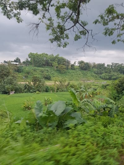 The image displays a verdant, rural landscape under an overcast sky. The scene is primarily composed of various shades of green from abundant vegetation. In the foreground, on the left side, are branches and leaves of a tree, some appearing bare, others with dense foliage, partially framing the view.
The middle ground features extensive fields of green crops, possibly rice paddies or other agricultural cultivation, interspersed with denser patches of trees and larger-leafed plants, including what appear to be banana trees and taro-like plants. These diverse plantings suggest a tropical environment. Further back, more trees form a dense green line, creating a natural boundary. A small, indistinct structure, possibly a dwelling or shed, is visible in the distance among the trees on the lower left side.
The background is dominated by a cloudy, grey sky, indicating an overcast day. No people or specific activities are visible, presenting a tranquil and natural setting. The overall impression is that of a lush, agricultural area, consistent with the provided location context of Kecamatan Prigen, Indonesia. There is no visible text in the image.