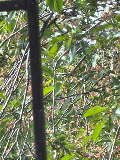 The image shows a close-up view of branches from a tree or bush, with green leaves and small, faded flowers or seed pods. The branches are dense and overlapping. A dark-colored metal bar is positioned in the foreground, partially obscuring the view. The scene appears to be outdoors, with some sky visible through the foliage. There is no definitive information in the image to confirm the location as Breznitsa, Bulgaria. No people or other identifiable subjects are visible. The actions consist of the tree/bush growing.