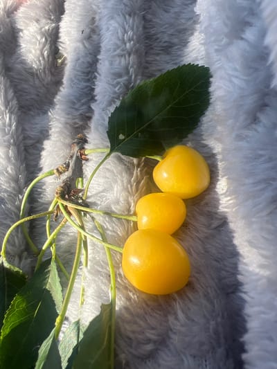 Three ripe yellow cherries hang from a stem with a single green leaf. They rest on a textured gray surface, possibly a fluffy blanket or rug. The lighting suggests an outdoor setting, with dappled sunlight casting shadows across the scene. The cherries appear smooth and plump, indicating freshness. No people are visible in the image. The location is identified as Marshyntsi, Ukraine.