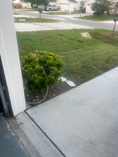 The image depicts a suburban street in Jacksonville, Florida. In the foreground, a concrete driveway leads to a garage on the left, with a portion of the white garage door visible. To the right of the driveway, a small, dense green bush is planted in the ground, with a grey hose coiled around its base. Beyond the driveway, a patch of well-maintained green grass stretches towards the street. A concrete drainage grate is visible in the grass, further down the road. Several houses, typical of a suburban neighborhood, line the street. A red car is parked in a driveway on the left side of the street, and a silver pickup truck is parked in a driveway on the right. Mailboxes and trash cans are visible along the street. The overall scene suggests a typical residential area on a clear day, with no immediate signs of disturbance or activity.