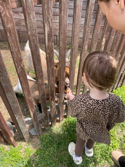 The image captures an overhead view of a child feeding a goat through a wooden fence in a sunny outdoor setting, likely a petting zoo or farm in Timofeevka, Russia. In the top left, a portion of an adult's face and ear is visible, suggesting they are observing the scene.
The child, seen from behind with light brown hair, wears a leopard print dress, brown leggings, and white and beige sneakers. They are leaning over the rustic wooden fence, extending a small, orange piece of food (possibly a carrot) towards the snout of a goat. Two goats are visible through the fence slats; one, predominantly brown with white markings, is actively reaching for the food, while another, lighter-colored goat, is further inside the enclosure. Both goats have horns.
The ground within the enclosure consists of dirt and patches of dry grass, contrasting with the lush green grass outside the fence. The bright lighting indicates a clear, sunny day. The high-angle perspective looks down upon the interaction and the enclosure. There is no visible text in the media file.