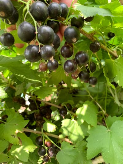 A close-up, eye-level shot captures a cluster of ripe black currants hanging from a branch, bathed in dappled sunlight. The berries are dark, almost black, and spherical, with small stems connecting them to the thicker, woody branch. Lush green leaves, some with visible veins and serrated edges, surround the fruit, creating a natural, outdoor setting. Hints of a hand, possibly picking the currants, are visible in the upper left corner. The image appears to be taken in an area with abundant vegetation, suggesting a garden or natural environment. This scene is located in Stolbishche, Russia.