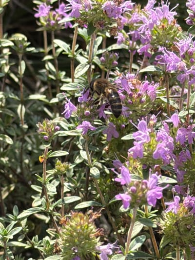 The image captures a close-up view of a bee on a flowering plant with small purple blossoms. The bee, primarily brown and black with yellow stripes, is positioned on the left side of the frame, its body extending towards the right. It appears to be gathering nectar or pollen from the flowers. The flowers are clustered together on thin stems, with some individual blooms visible in sharp focus and others blurred in the background. The plant has small, oval-shaped green leaves. The overall environment suggests an outdoor setting, likely a garden or a natural area, with other green foliage and branches visible in the background. The lighting indicates it is daytime. The image does not provide any specific information or context related to Mednogorsk, Russia.