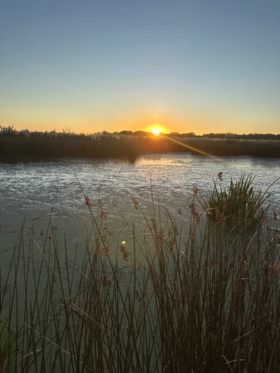 A serene wetland scene unfolds during sunrise or sunset. The sun, a radiant orb, peeks over a distant treeline, casting a golden glow on the water's surface. Reeds and grasses dominate the foreground, their slender stalks silhouetted against the light. The water, possibly covered in algae, reflects the sun's shimmer, creating a tranquil and picturesque landscape.