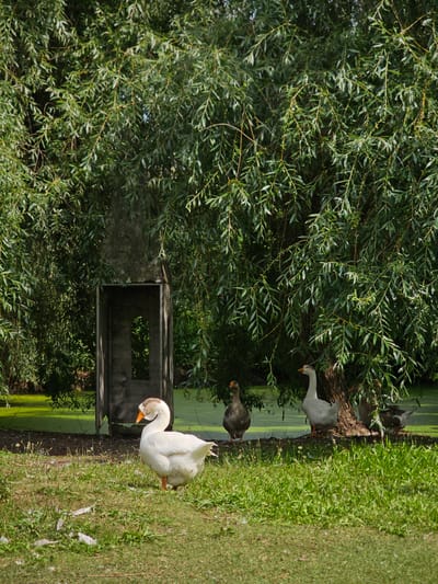 A group of geese are gathered near a pond beneath a large weeping willow tree. A weathered, wooden structure with an arched opening stands to the left of the scene, partially obscured by the tree's branches. The ground in the foreground is covered in green grass, with a few scattered white feathers. The pond itself is covered in a green algae-like substance. The overall scene evokes a sense of rural tranquility, possibly located in a natural setting within the city of Ulitkino, Russia.