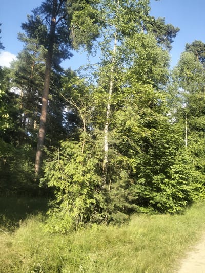 This media file depicts an outdoor scene in Ziuzino, Russia, likely during the daytime under clear skies. The setting is a wooded area with a variety of trees, including tall pine trees with dark green needles and slender birch trees with lighter bark and broad leaves. Lush green foliage fills the frame, with dense undergrowth and tall grasses growing in the foreground. A dirt path or road is visible on the right side of the image, suggesting a natural or recreational area. The sun appears to be shining, casting dappled light and shadows on the vegetation. The scene evokes a sense of natural tranquility and is devoid of any human presence or discernible activity. There is no visible text within the image.