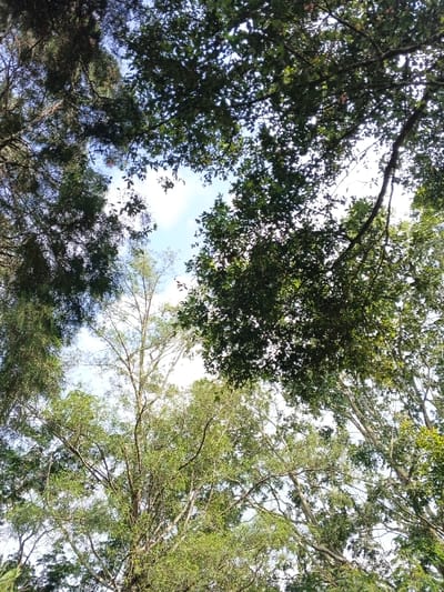 Looking upwards, the sky is framed by a canopy of trees. Dense foliage on the right contrasts with sparse, pine-like branches on the left. Sunlight filters through the leaves, creating bright and dark patches. Various shades of green dominate, with glimpses of the pale blue sky visible between the branches. The composition emphasizes the height and density of the forest.