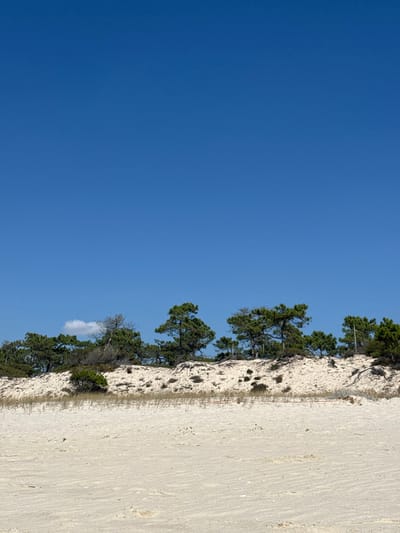 The image presents a serene coastal landscape near Grândola, Portugal. The upper two-thirds of the frame are dominated by a clear, deep blue sky, with a single, small white cumulus cloud positioned in the upper-left quadrant. In the midground, a low, undulating sand dune system composed of light-beige sand extends horizontally across the scene. Sparse, dry, low-lying vegetation, appearing as muted green and light brown patches, is scattered across the dune slopes. A dense line of mature pine trees with dark green canopies fronts the top of the dunes, forming a natural boundary in the background. The foreground consists of smooth, light-beige sand, displaying faint parallel ripple patterns on its surface. No individuals, animals, man-made objects, or specific actions/interactions are present or depicted within the scene.