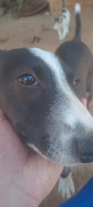 A close-up image of a dog's head. The dog has black and white fur, with the white fur appearing on its muzzle, eyebrow, and paws. A hand is holding the dog's face gently. The dog's eye is visible and appears to be brown. The background is blurred, but it seems to be an outdoor setting with dirt and some indistinct objects.