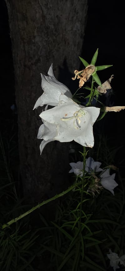 In the city of Elektrotekhnik SNT, Russia, a close-up, low-angle shot captures a white bellflower with delicate, translucent petals against a dark, out-of-focus background. The flower, illuminated by a light source presumably from the camera's flash, exhibits fine details such as a tiny orange spider on its surface and withered brown remnants of a previous bloom. A dark, textured tree trunk forms the left side of the frame, while dark green foliage and other white bellflowers with similar wilting features are visible in the background, suggesting a garden or natural setting at night or in low light conditions.