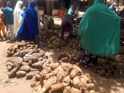 The image depicts an outdoor market scene in Zangon Aya, Nigeria. In the foreground and midground, numerous piles of unwashed yams, covered in soil, are arranged directly on the dirt ground. Several individuals are present. On the far right, a person is seen from the back, wearing a green hijab-like garment covering the head and upper body, over a dark skirt with a floral pattern. Centrally, a person in dark clothing is bent over, facing away, appearing to examine or arrange yams on the ground. To the left, a group of individuals stands; one wears a blue hijab-like garment, another is in a white full-length robe, and a third in a light blue shirt and dark pants. A child is partially visible behind this group. In the background, further market activity is observed, with various individuals, simple structures, and red crates visible. The ground is unpaved earth, and scattered debris is present. Shadows indicate an outdoor environment under natural light.