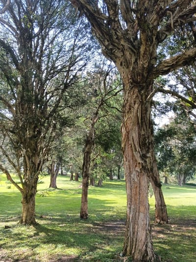 Sunlight filters through a grove of trees onto a lush green field. The trees are characterized by their rough, peeling bark, casting long shadows across the grass. In the distance, more trees stand, defining the edge of the field. The scene conveys a sense of serenity and natural beauty, highlighting the textures of the tree bark and the vibrant green of the grass.