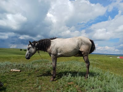 A grey horse stands in a grassy field under a cloudy sky in Nigamatovo, Russia. The horse is tethered by a rope around its neck. In the background, there are rolling green hills and two small buildings with red and white roofs. A piece of wood lies on the grass in the foreground.