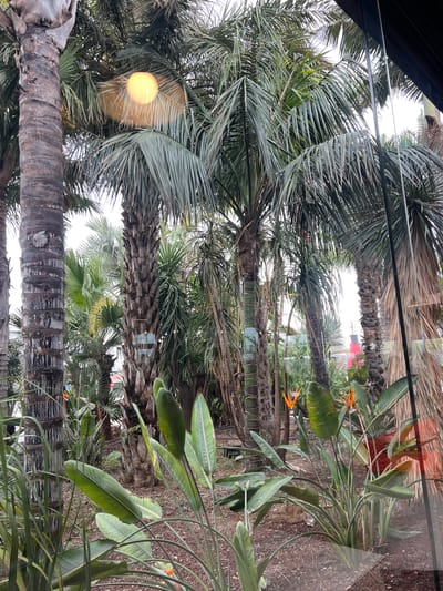 The image shows a view through a window in Cambrils, Spain, overlooking a collection of palm trees and tropical plants. The palms are of varying sizes, with textured trunks. There are Bird of Paradise plants interspersed among the palm trees. The foreground features reflections on the window, adding a layer of visual complexity to the image. The ground appears to be covered with mulch or soil. The image is taken from a low angle, looking up at the trees. The sky is visible in the background, appearing bright and overcast.