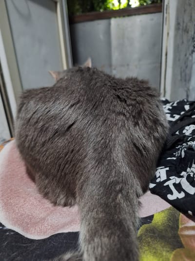 The image shows the back of a grey cat, viewed from above. The cat is lying down, its body curving towards the right side of the frame. The cat's fur is short and dense, with visible strands. Behind the cat, there is a pink fabric, and further back, a black fabric with white patterns. The scene appears to be indoors, with a window frame visible in the background on the left. Through the window, blurry green foliage and a light-colored wall can be seen, suggesting an outdoor environment beyond. The overall lighting is dim, but the cat's fur is well-lit, highlighting its texture. There is no visible text in the image. The cat's posture suggests it is relaxed and possibly resting. The provided location context of Ötegen batyr, Kazakhstan, does not offer any direct visual cues within the image itself.