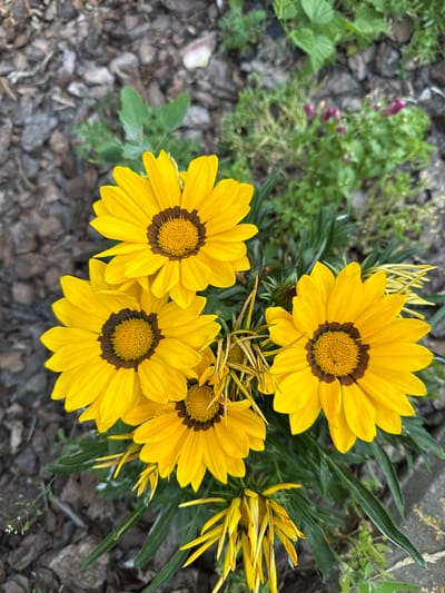 This media file captures a close-up view of several bright yellow Gazania flowers, commonly known as treasure flowers, in bloom. The flowers have a distinctive dark brown ring around their central, fuzzy yellow discs. Four fully opened flowers are prominently displayed, with their petals fanned out. To the right, there are some unopened buds and wilting flowers, also in shades of yellow. The flowers are set against a backdrop of dark, textured ground cover, likely mulch or wood chips, and interspersed with green foliage. In the upper left corner, a patch of green plants with small, purple buds is visible, suggesting a garden or natural setting. The lighting appears natural, indicating it was taken during the daytime, possibly with overcast conditions given the soft shadows. The scene is peaceful and evokes a sense of natural beauty. There is no visible text in the image. The context provided indicates this scene is located in Liubymivka, Ukraine.