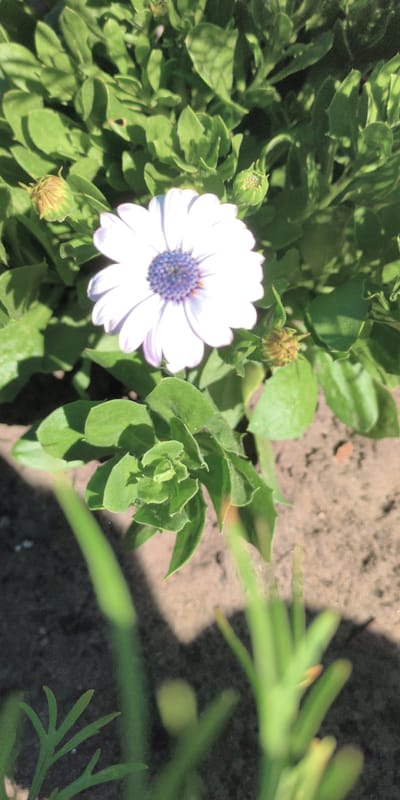 A close-up, high-angle shot captures a single white daisy with a purple center, nestled amongst lush green foliage. The daisy is the primary subject, positioned in the upper-middle of the frame, with its petals slightly curled inwards. Several green buds, some with hints of yellow, surround the bloom. The background consists of dark soil, visible in patches, and dappled sunlight creates shadows across the scene. The image appears to be taken outdoors in a garden setting.