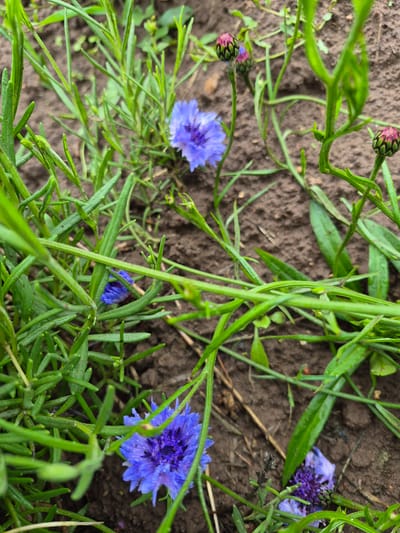 This is a close-up, eye-level shot of several cornflowers and their buds in various stages of bloom, growing in dark brown soil with green foliage. The lighting suggests an overcast day, as there are no harsh shadows. The image is centered on the flowers, with the soil and some scattered dry leaves forming the background. The cornflowers are a vibrant blue, with some buds appearing reddish-pink and green. The overall impression is of a natural, outdoor setting, likely in a garden or a wild patch of land. There are no people or animals present in the image. The scene is static, focusing on the stillness of the plants. No information can be inferred about the location being Gardamas, Lithuania, from the image itself.