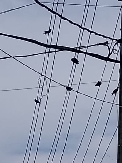 Silhouetted birds perch on power lines against a pale sky. There are six birds, spaced along the multiple parallel lines, with a variety of poses. A utility pole is visible on the right side of the image. A tangled piece of something hangs from one of the lines, near the left side of the frame.