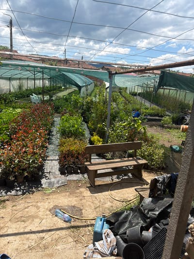 The image depicts a nursery in Domlyan, Bulgaria. Rows of potted plants of varying sizes and species are arranged under a series of greenhouse-like structures covered with green netting. A wooden structure, possibly a bench or a small set of steps, sits on the right side of the frame, near a collection of black plastic pots and a section covered with black tarp or plastic sheeting. A yellow hose and a plastic water bottle are visible on the ground. In the background, beyond the netting structures, the roofs of buildings and overhead power lines are visible against a cloudy sky. The setting appears to be an outdoor commercial or agricultural operation.