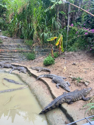 The image shows a group of crocodiles in a zoo enclosure in Định An, Vietnam. The enclosure is made of concrete and stone, with a muddy ground and a murky pool of water. Several crocodiles are visible, some basking in the sun on the edge of the pool, while others are submerged in the water. In the background, there is lush green vegetation, including banana trees and other tropical plants. A bamboo pole with a string attached, presumably used for feeding the crocodiles, is suspended over the enclosure. The scene appears to be a wildlife exhibit designed to showcase these reptiles.