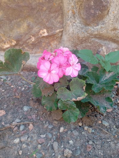 A cluster of bright pink flowers with green, lobed leaves grows in the dirt against a rough, textured stone wall. The ground is covered with small pebbles and dirt. The scene appears to be outdoors.