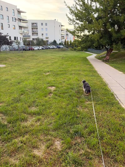 The image shows a small, dark-colored dog on a white leash walking on a grassy area next to a paved pathway. The dog is viewed from behind. The pathway curves to the right and is lined with concrete pavers. To the left of the pathway, a brown wooden bench is visible. Further to the left, a line of parked cars is seen in front of a modern, white apartment building with multiple balconies and windows. A large tree with green leaves is situated above and to the right of the bench and pathway. The overall scene appears to be an urban park or residential common area in Lublin, Poland. The sky is overcast with a hint of warm light. The grass is green and appears recently mowed, with some patches of drier earth visible.