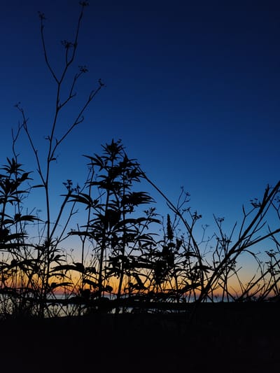 The image depicts a silhouetted landscape of dry plants and vegetation against a twilight sky. The sky transitions from a deep blue at the top to a lighter blue and then to a gradient of orange and yellow hues near the horizon, indicating the time is either dawn or dusk. The foreground is dominated by the dark silhouettes of various plants, including tall, thin stalks with small seed heads and broader leafy plants. In the distance, a faint, dark line suggests a body of water, possibly the sea, with a sliver of land beyond it. The overall impression is one of a natural, rural environment at the edge of a body of water. The location is identified as Els Poblets, Spain. There are no people or discernible man-made structures in the image.