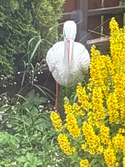 This media file shows a decorative garden sculpture of a stork. The stork is white with a red beak and a red leg, and it is positioned amongst lush greenery and bright yellow flowers. The setting appears to be a garden in Kiskelovo, Russia, with a wooden fence visible in the background. The focus is on the stork and the surrounding flowers, suggesting a peaceful, outdoor scene. There are small white flowers scattered throughout the scene, adding to the floral abundance. The lighting suggests it is daytime, and the overall mood is tranquil and decorative. No people are visible, and there is no discernible text in the image.