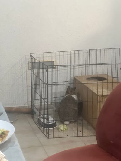 An indoor scene in Alfey Menashe, Palestinian Territory, features a brown and white rabbit inside a black metal wire pet enclosure. The rabbit is viewed from behind, facing a white textured wall, with its ears visible, and is positioned over a small piece of green leafy vegetable on the light beige tiled floor. Within the enclosure, a partially visible black and white food bowl is present, along with a light brown wooden hideout box with a circular opening at the top, situated in the back corner. Small dark pellets are scattered on the tiled floor inside the pen. The white wall behind the enclosure has a light brown baseboard and features a rectangular vent or electrical cover mounted on it. In the immediate foreground, to the left, a corner of a light-colored table with a white plate containing food is visible, and to the right, a segment of a red upholstered chair is present.