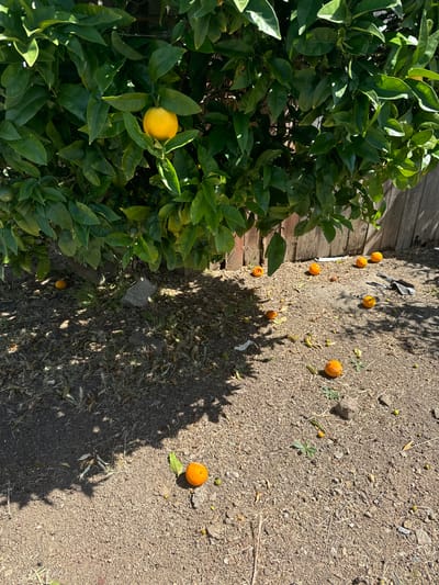 The media file depicts a scene outdoors, likely in a backyard setting, with an orange tree on the left and the ground covered in dirt, dry grass, and fallen oranges on the right. The tree is lush and green, with several oranges visible among its leaves, including one bright yellow-orange fruit in focus on a branch. The ground beneath the tree and extending to the right is a mixture of soil, pebbles, and dry plant matter, with many small, round oranges scattered across it. Some of these fallen oranges appear bruised or partially dried. The scene is illuminated by bright sunlight, casting distinct shadows from the tree and a few other unseen objects. The shadows suggest it is midday. The presence of a wooden fence or planter box is visible along the top left edge of the frame, indicating a boundary or structure within the outdoor space. The overall impression is a somewhat unkempt garden area where fruit has naturally fallen from a tree. There is no text visible in the image. The location context of San Mateo, USA, aligns with the presence of an orange tree, as citrus fruits are commonly grown in California.
