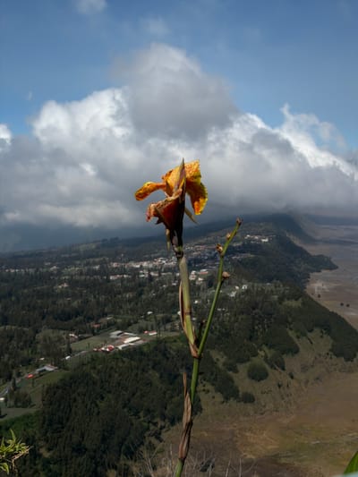 A close-up of a single, wilting orange and yellow flower is in the foreground, its petals curled and dry. The flower is attached to a green stalk with brown buds. Behind the flower, a vast landscape unfolds under a cloudy sky. Hills covered in dark green trees roll into the distance, dotted with small white buildings. The terrain is rugged, with some areas of dry, brown earth. In the far distance, a wide, flat plain can be seen, suggesting a caldera or valley. The scene appears to be a view from a high vantage point overlooking the village of Cemorolawang, Indonesia, known for its location on the edge of the Tengger caldera. The lighting is somewhat diffused due to the clouds, casting a soft shadow on the landscape. There are no people visible in the image.