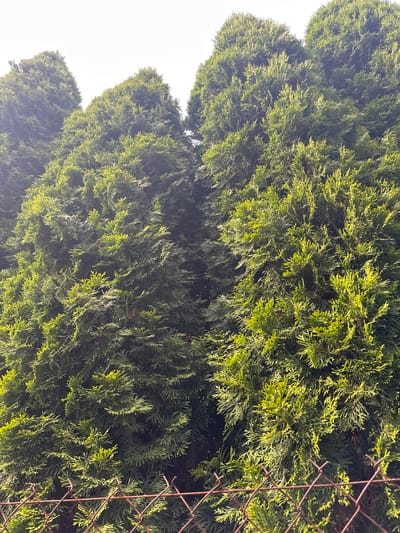 This image shows a dense, evergreen hedge, likely a type of cypress or juniper, in Biczyce Dolne, Poland. The hedge is lush and green, with individual branches and needles clearly visible, some catching the sunlight and appearing brighter. The texture of the foliage is complex and feathery. On the right side of the frame, a section of rusty wire mesh fencing is visible, partially obscured by the greenery. The fence appears to be made of diamond-shaped links. The background on the left is a bright, washed-out white, suggesting a clear, bright sky, possibly indicating daytime. The overall impression is one of natural growth and a boundary, perhaps a garden or property line. There is no visible text in the image.