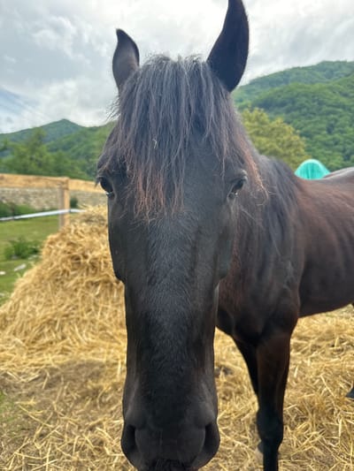 A close-up, eye-level shot of a dark brown horse with a full, dark mane, standing on a bed of dry hay. The horse's head and upper body are prominently featured. A section of the horse's neck and shoulder can be seen behind its head. Behind the horse, a green, mountainous landscape is visible, as well as a cloudy sky. A low fence is also partially visible on the left side of the frame. The scene is located in the city of Каменномостское сельское поселение, Russia.