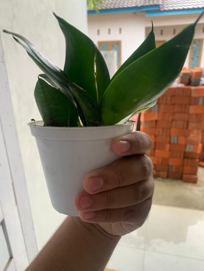 A hand holds a small, white, plastic pot containing a plant with dark green, pointed leaves. The plant is indoors near a window with white frames. In the background, a stack of orange bricks is visible.