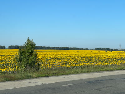 The image shows a vast field of sunflowers stretching towards a distant treeline under a clear blue sky. In the foreground, a portion of a gray asphalt road is visible, with a concrete border separating it from a grassy verge. A prominent green tree stands in the middle ground, partially obscuring the view of the sunflower field. The scene is devoid of people or any specific actions. The location is identified as Holovky, Ukraine.