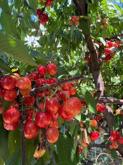The image depicts a close-up view of a cherry tree laden with ripe cherries. The cherries are predominantly red, with some showing hints of yellow and orange, indicating varying stages of ripeness. They are clustered on branches, some of which are bare and twig-like, while others are adorned with green leaves. The background shows more of the tree's foliage and branches, with hints of a bright blue sky peeking through. There are no people or animals visible in the image. The scene appears to be an outdoor environment, likely an orchard or a garden. The image's metadata indicates it was taken in Ароматненское сельское поселение, Ukraine.