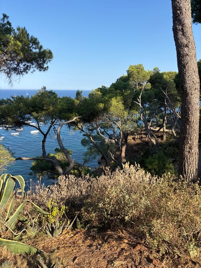 The image depicts a coastal scene in Llafranc, Spain, with a view overlooking the Mediterranean Sea. In the foreground, there is dense vegetation including agave plants and dry brush. Beyond the vegetation, a cluster of pine trees with twisted trunks and branches partially obscures the view of the water. The sea is a vibrant blue, dotted with several white boats, some appearing to be sailboats. The sky is clear and a bright blue. The overall impression is a sun-drenched, natural landscape characteristic of the Costa Brava.