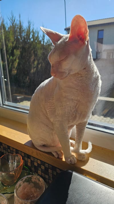 A white, short-haired cat with prominent ears is seated on a wooden windowsill, illuminated by direct sunlight, in what appears to be a residential setting in Slengiai, Lithuania. The cat's eyes are closed, and its head is tilted slightly down and to the left, suggesting it is either sleeping or basking in the sun. The strong sunlight highlights the cat's fur, revealing a subtle wavy or curly texture, and causes its translucent ears to glow with a reddish-pink hue.
Through the window, a clear blue sky is visible above a line of green conifer trees. In the background to the right, a portion of a light-colored building with a dark-framed window is discernible. Below the windowsill, a counter covered in mosaic tiles, featuring a checkerboard pattern of dark and light squares, is present. Several glass objects, including a heart-shaped glass bowl and other cups, are arranged on this counter to the left of the frame. A dark, possibly plastic, object casts a shadow on the lower right portion of the counter. The overall scene is brightly lit, with distinct shadows cast by the cat and other objects, indicating a sunny day.