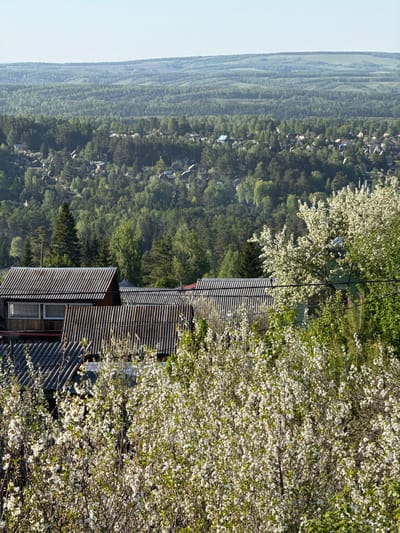 This image captures a panoramic view of a lush, hilly landscape in Minino Stantsiya, Russia, likely during spring or early summer. The scene is dominated by dense green forests covering numerous rolling hills, with a clear, pale blue sky above.
In the immediate foreground, a significant portion of the frame is filled by the vibrant white blossoms of several trees, possibly cherry or apple, indicating the season. These flowering trees partially obscure a residential building located centrally in the midground. This building features a distinctive corrugated metal roof and visible windows. Power lines can be seen running through the branches of the foreground trees.
Beyond the foreground, the midground reveals a vast expanse of forested hills, dotted with numerous houses and structures, suggesting a village or rural settlement nestled within the expansive natural environment. The houses vary in size and roof color, appearing amidst the rich green canopy. The hills recede into the distance, with their contours becoming softer and hazier towards the horizon due to atmospheric perspective.
The time of day appears to be bright daytime, with clear weather and abundant sunlight illuminating the scene. There are no people visible, and no discernible text appears in the image. The overall impression is one of peaceful natural beauty and a harmonious integration of human dwellings within the verdant landscape.