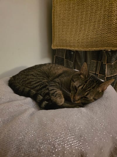 A tabby cat is curled up asleep on a shimmering, light-colored cushion. The cat has dark stripes on its fur and its eyes are closed. The cushion is placed in front of a wall that has a textured, woven material hanging on it, possibly a curtain or wall hanging. The scene appears to be indoors.