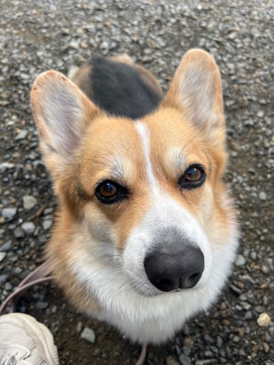 A tri-color Corgi, exhibiting fawn, white, and black markings, is depicted in a close-up, high-angle view on a gravel surface in Callbach, Germany. The dog's head occupies the majority of the frame, positioned centrally, with its gaze directed upwards towards the camera. The dog features a black nose, dark brown eyes with distinct dark pigmentation around them, and erect ears with rounded tips. A white blaze runs down its snout and forehead, bordered by fawn fur on either side. A patch of black fur is visible on the dog's back, partially obscured by its head. A light brown leash lies partially visible on the gravel surface to the dog's lower left, near the edge of the frame. In the lower left corner, a portion of a light-colored athletic shoe with a textured sole is visible, indicating the presence of a human subject next to the dog. The ground consists of various shades of gray and brown gravel and small stones.